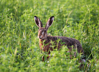 Hare in meadow