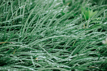grass with dew drops