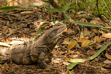 iguana in the Rincon de la Vieja national park in Costa Rica