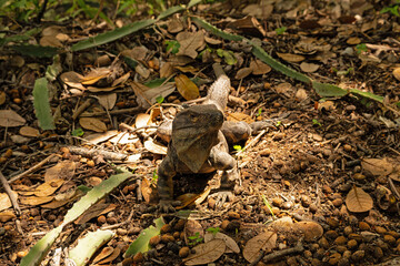 iguana in the Rincon de la Vieja national park in Costa Rica