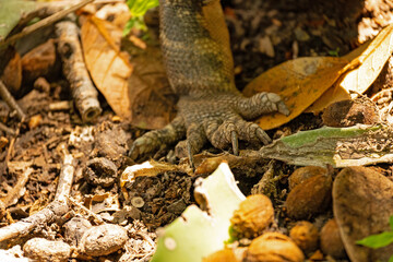 close up of an iguana foot in the Rincon de la Vieja national park in Costa Rica