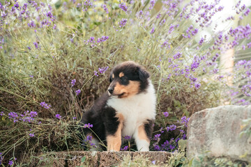 American Collie Welpe