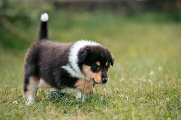 American Collie Welpe