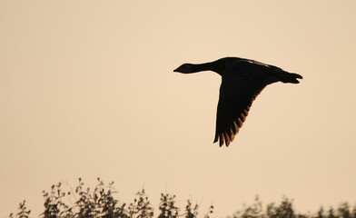 Flying goose