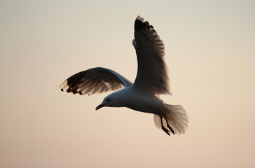 Flying seagull