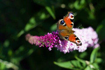 Kwiaty_2024 Motyl © Krzysiek Cegiełka