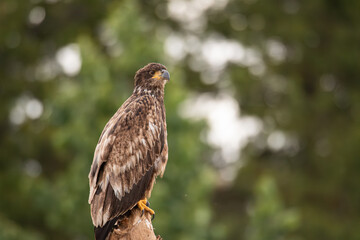 Eagle in Northern British Columbia