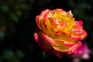 Kwiaty_2024 Róża © Krzysiek Cegiełka