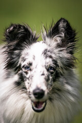 blue merle sheltie dog detail of head