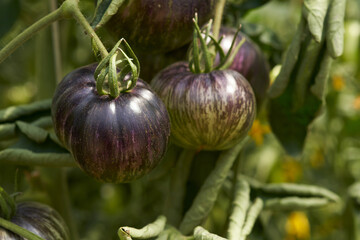 Anticyan tomato fruits on a bush in the vegetative stage. Rebel Starfighter prime variety. Macrophotography.