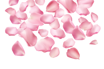 Levitation of pink rose petals isolated on transparent background.