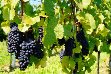 Bunch of Grapes against the backdrop of green grape leaves, on a sunny day. Vineyard in Meersburg, Bodensee, Germany.