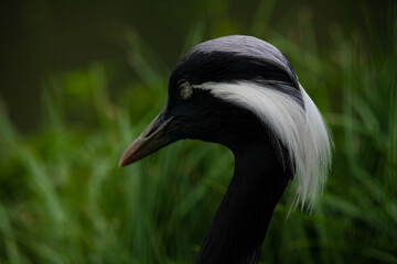 black crowned crane