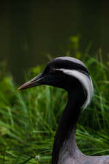 grey heron ardea cinerea