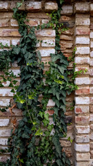 Green common ivy on a rough brick wall