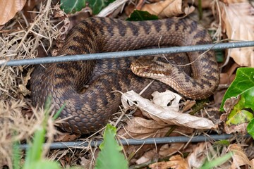 Close up of a European Adder (vipera berus)