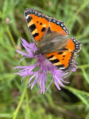 Obraz premium butterly 