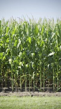 Corn stalks and tassels in a cornfield waving in the wind.  Farm agriculture copy space.