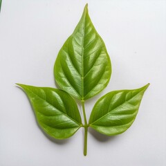 Belpatra leaf. three pelpatra leaf on white background.