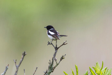 夏の高原のノビタキ雄