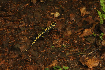 photo of a salamander on the road among brown leaves in Bieszczady Mountain in Poland