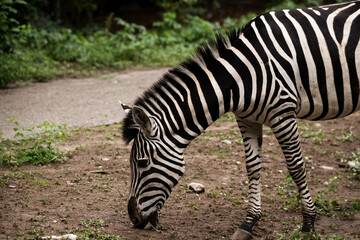 zebra eating grass