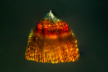 Peristome of a moss, Dicranum fulvum, with polarization at 100x.