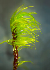 Branch of a broom moss, with falcate secund leaves.