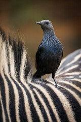 Beautiful wild birds sitting looking for food and cleaning in the wild, taken during a safari game drive in South africa