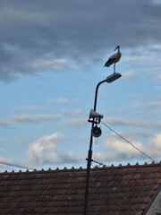 Obraz premium seagull on the roof
