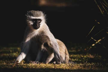 Vervet Monkeys cleaning each other and playing around, taken during a safari game drive in a holiday resort in South africa