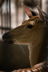 Obraz premium portrait of a deer