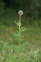 Blühende Distel