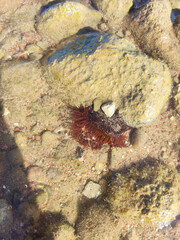 actinia equina on the Atlantic ocean 