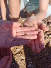 small crab on the Atlantic ocean beach
