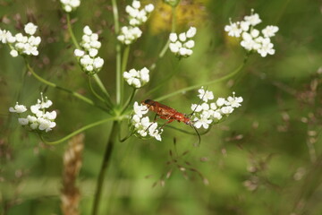 Roter Käfer auf Bärenklau
