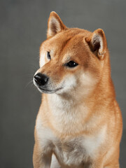Attentive Shiba Inu with a keen gaze, studio capture. This dog sharp look and poised demeanor shine in a controlled studio environment