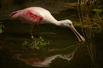 A flat-beaked pink tern is looking for food in the water.