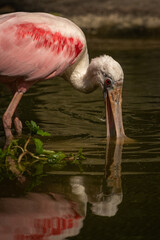 A flat-beaked pink tern is looking for food in the water.