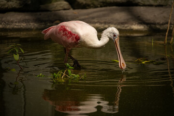 The pink skunk has its feet in the water.