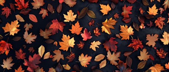 A stunning array of fall maple leaves in vivid hues is elegantly arranged against a black background.