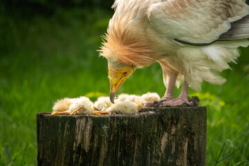A scavenger vulture on a log near dead chicks.