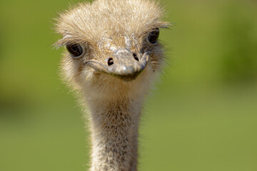 Expressive close-up of an ostrich's head that seems to be smiling with a green background