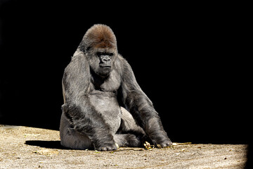 Emotional photo of a gorilla at the Cabarceno zoo sitting in the sun while eating