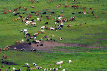 Herde Schafe Ziegen Viehzucht Nomaden Mongolei