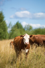 Red cows grazing