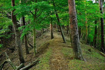 丹沢の八丁坂ノ頭　八丁坂コースの尾根道
