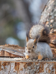 Fototapeta premium A squirrel sits on a stump and eats nuts in autumn.