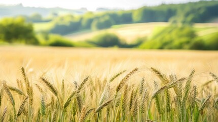 Scenic view of a golden wheat field under a bright sky, with lush green hills in the background on a sunny day.