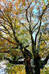丹沢の姫次山頂　ブナの紅葉
